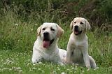 LABRADOR 1270